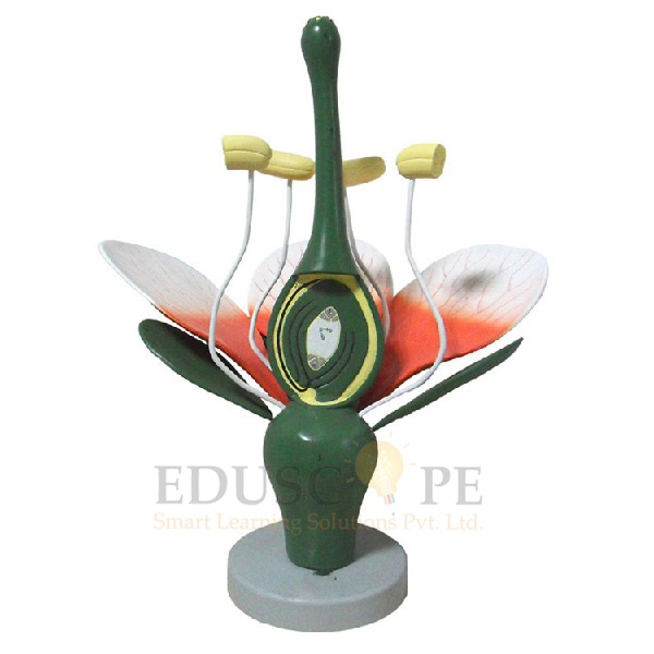 Dicot Flower Model