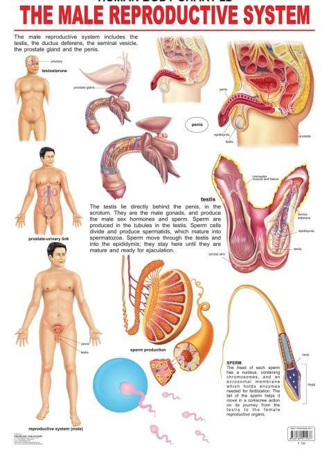 Male Genitalia