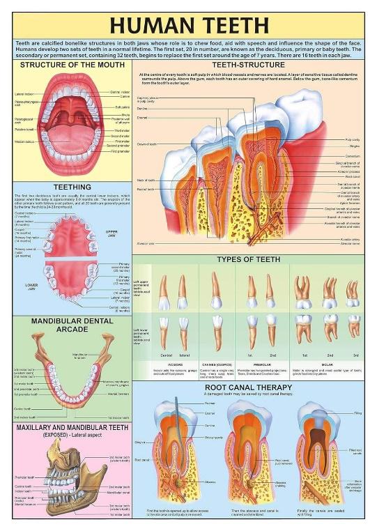 Human Teeth and their Hygiene