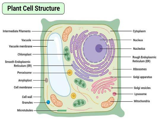 The Structure of the Plant Cell