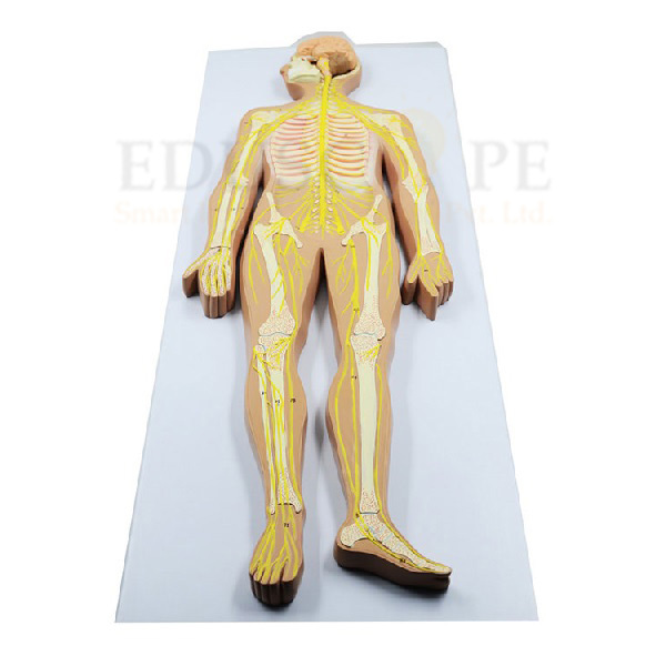 Nervous System Model