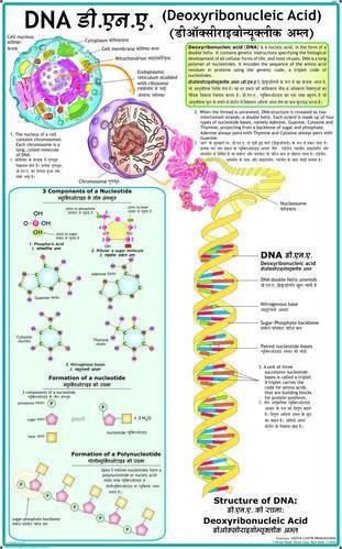 The Structure of DNA