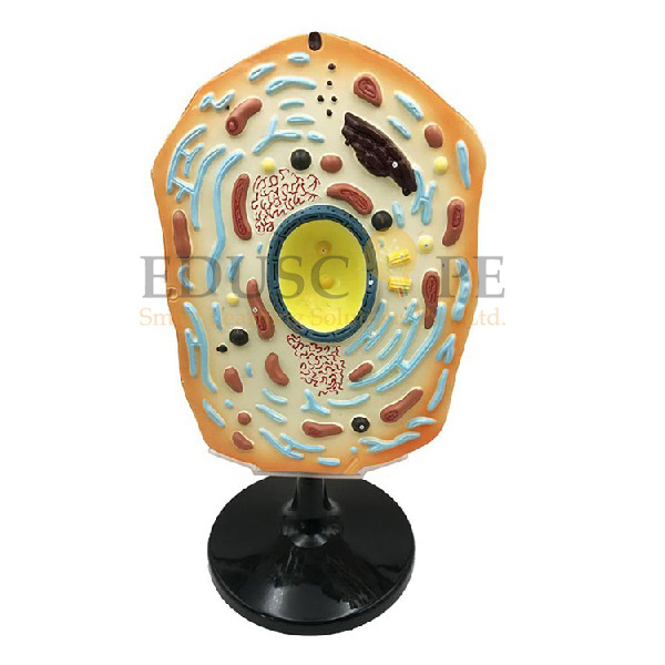 Animal Cell Model