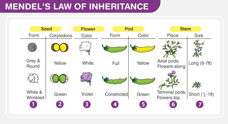 Mendelian Inheritance (Mendel's Third Law)