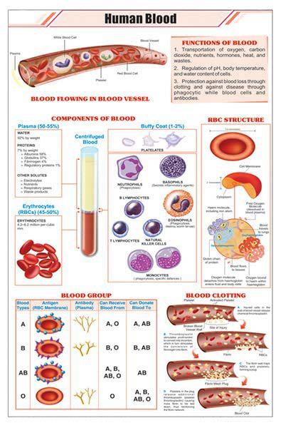 Blood Composition