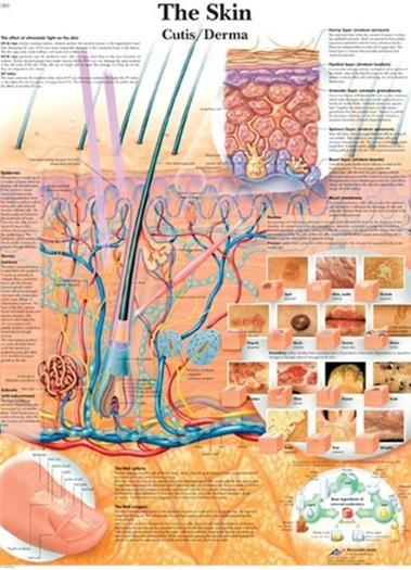 Components of Leather