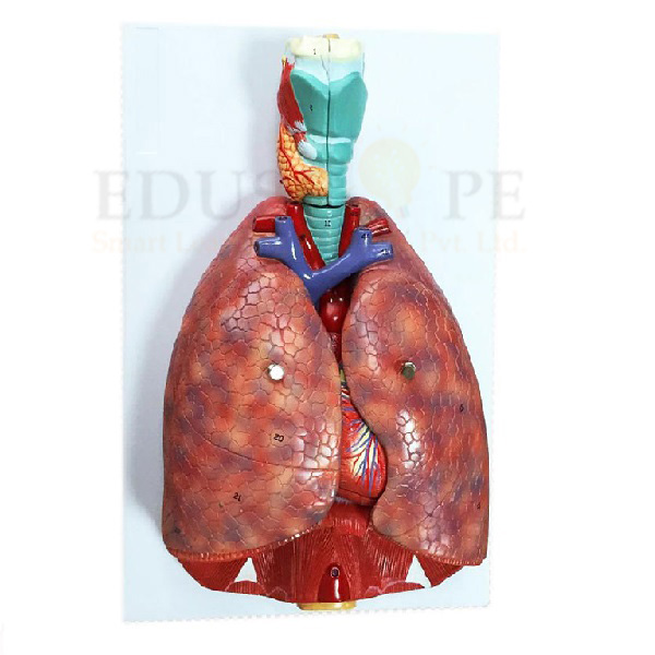 Larynx Heart And Lung Model