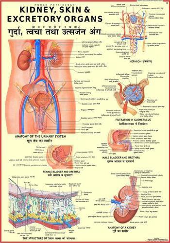 Excretory Apparatus