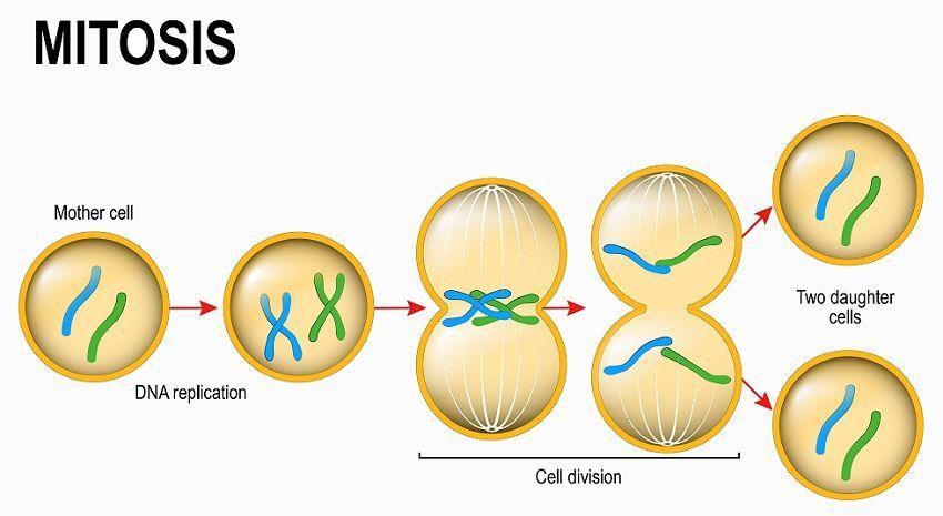 Cell Reproduction - Mitosis