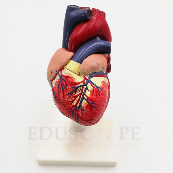 Medical Heart Model
