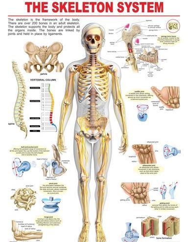 Human skeleton