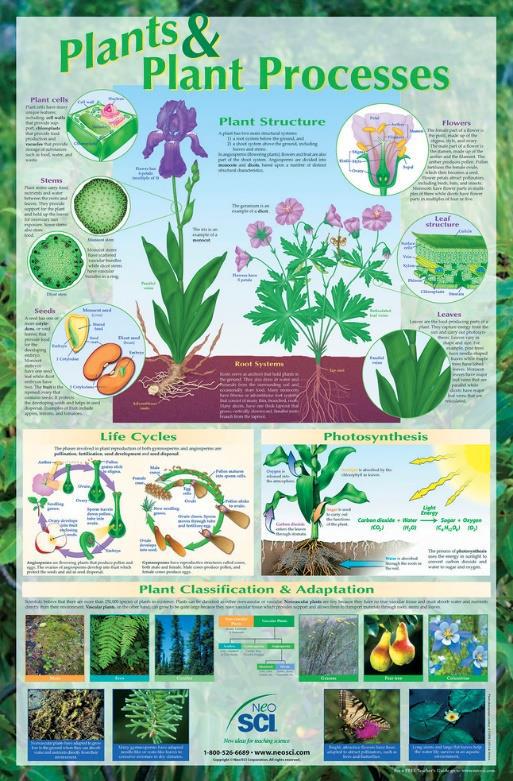 Laminated Poster, Plant Structure and Processes